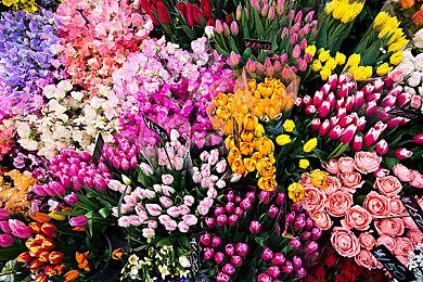 Twitch发布“爱吃豚”表情庆祝《宝可梦朱紫》发售